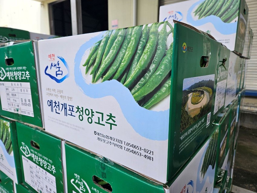 1.예천군 아삭, 매콤한 맛 자랑하는 풋고추 첫 출하!